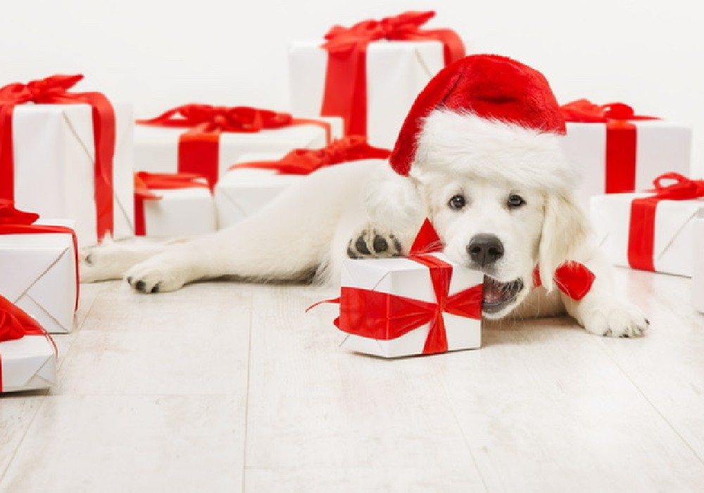 White puppy with a santa hat on its head and white boxes with red bows surrounding the puppy as gifts