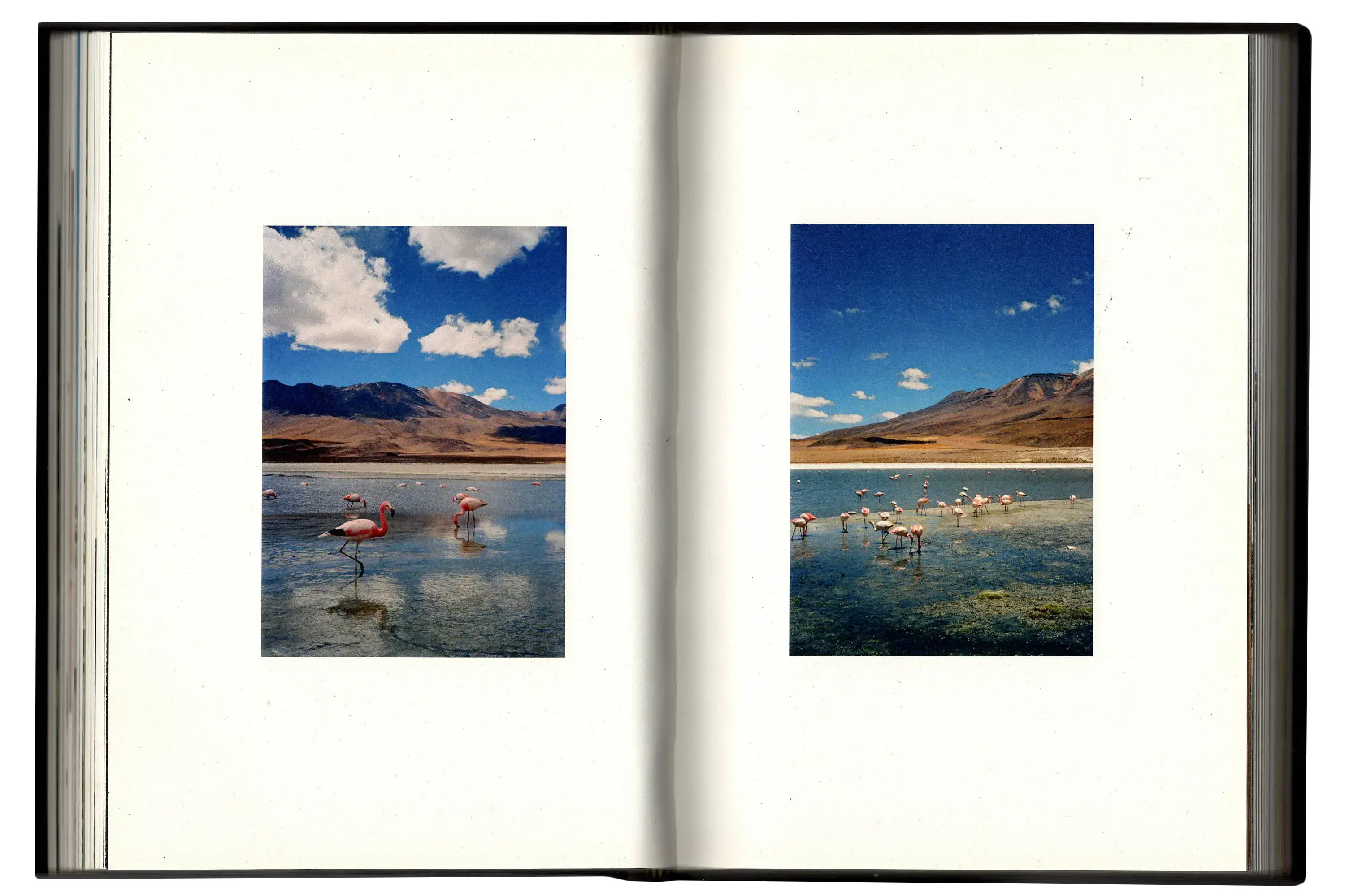 Imperfect Photo Book - image of flamingos in water on both pages of spread