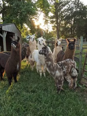 A collection of male llamas