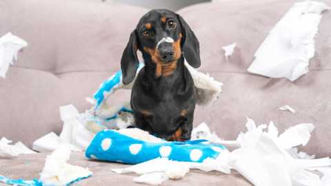 Pets That Cause the Most Property Damage