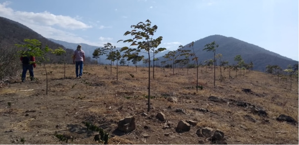 Photo: Farmers monitoring the progress of tree growth in Peru