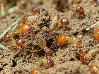 Pests | Millennium Termite & Pest