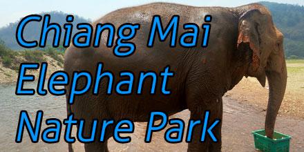 https://completecityguides.com/blog/chiang-mai-elephant-nature-park