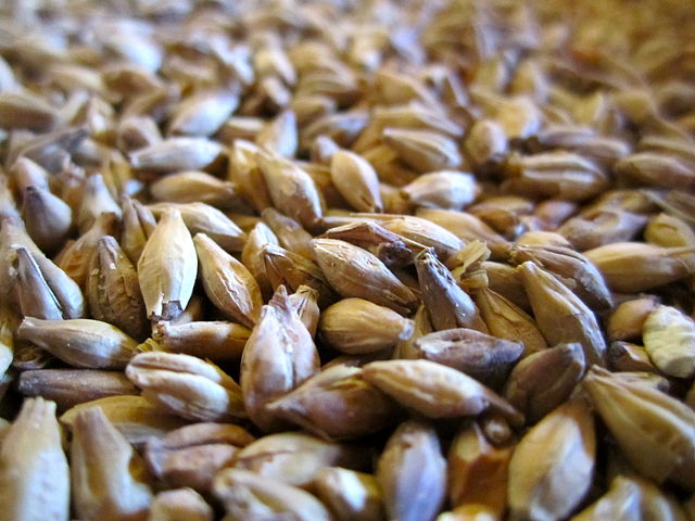 Malt and grain, detail of individual sprouted malt