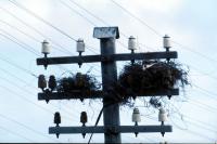 Hooded Crow's nest on a telephone pole