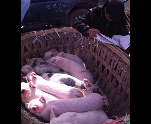 China Animal Markets 13