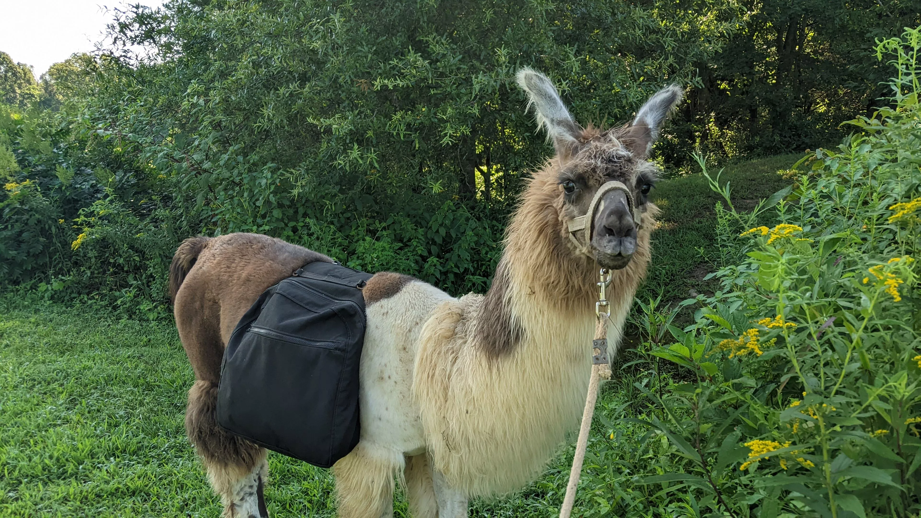 An image of a llama named Chennai wearing a pack