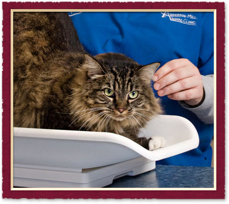 austin Pet Microchips
