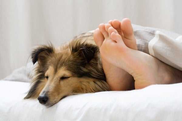 How to Keep Your Dog Comfortable in Hotels