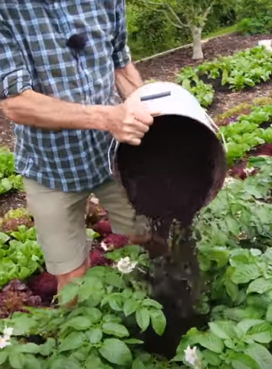 Earthing up potatoes with compost