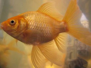 5 Top Tips For Keeping Happy Goldfish