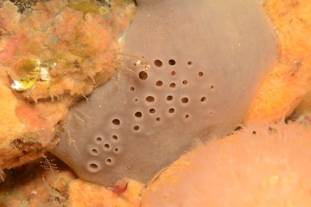 A closeup of the Elephant hide sponge <em>(Pachymatisma johnstonia)</em>