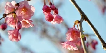 pink flowers on branch