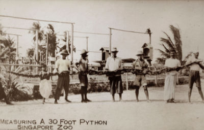 A black and white photo of six men and a boy holding up a 30-foot-long python at the Punggol Zoo.