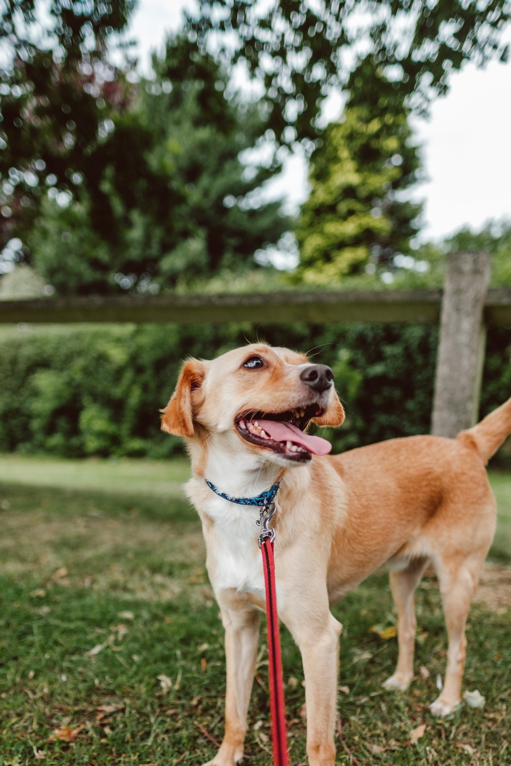 Borrow My Doggy Frequently Asked Questions Chris & Suze Go Walkies