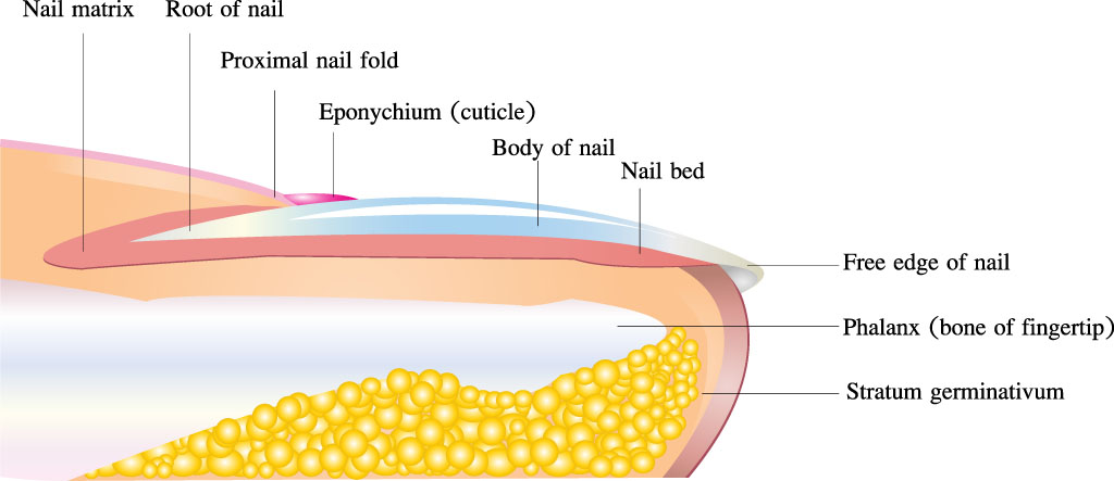 Structure Of Nail Anatomy