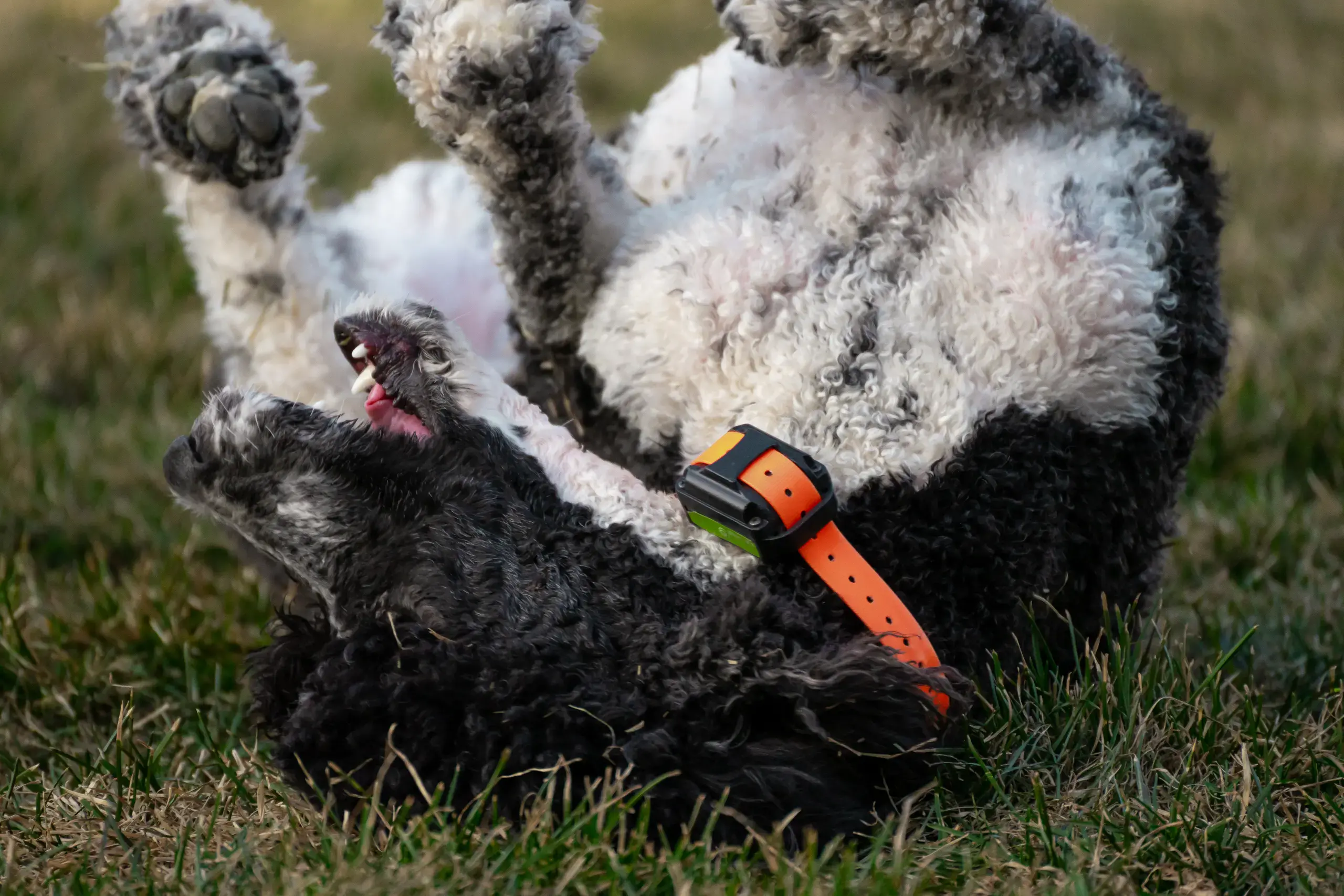 Black and White Party Poodle rolling in the grass, currently upsidedown on his back