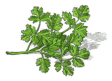 Illustration of a bunch of Cilantro
