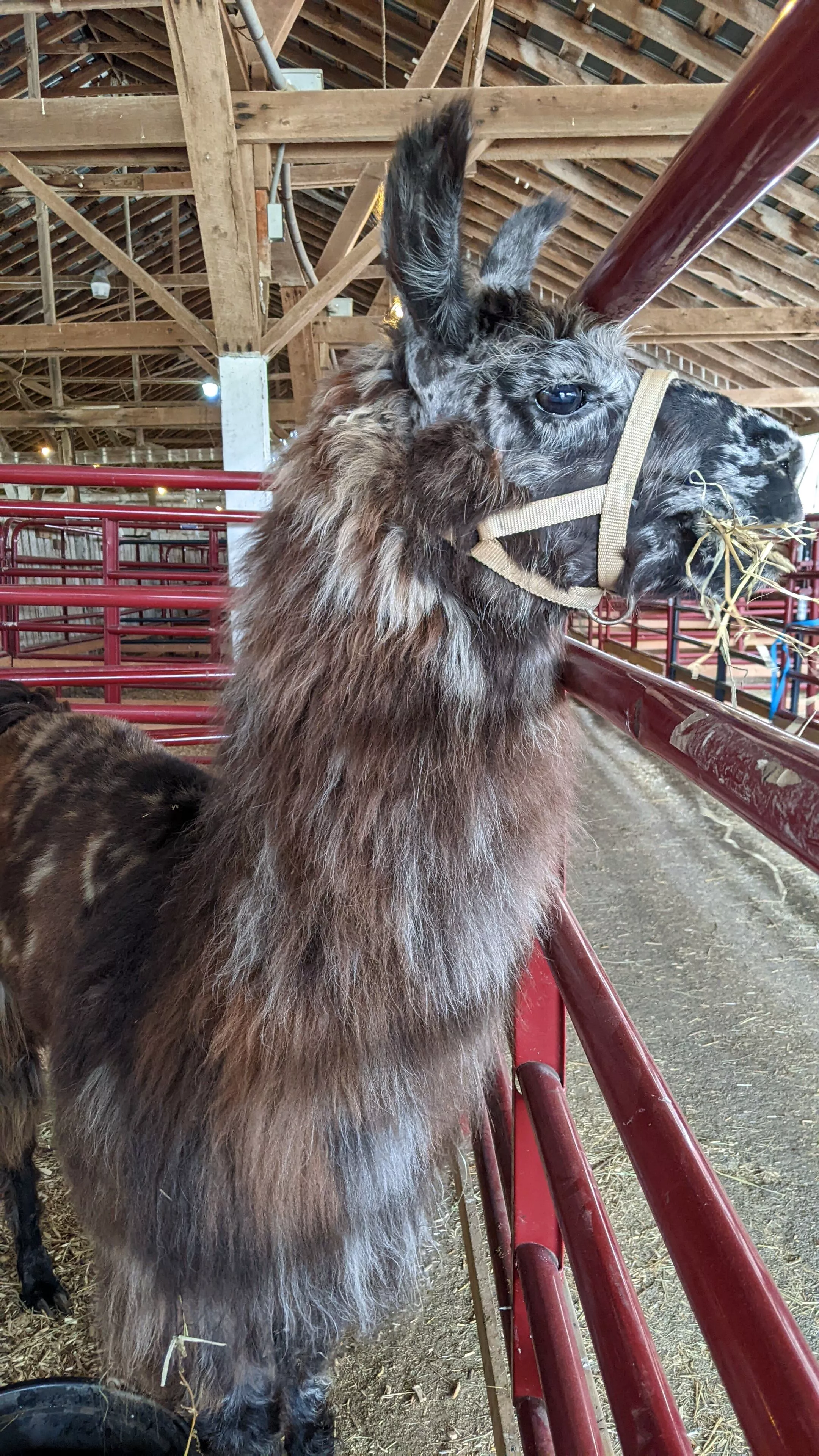 An image of a llama named Kingsley looking through a panel
