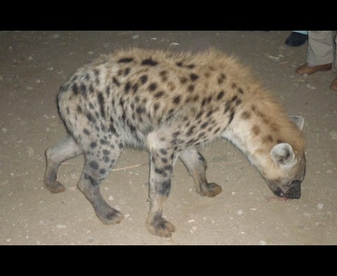 Ethiopia Hyenas 23