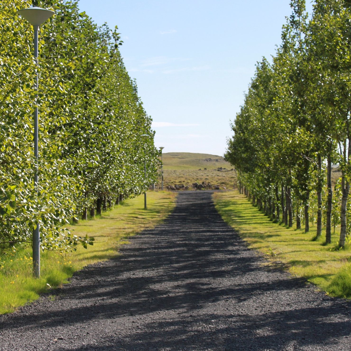 The access road to the holiday home leads through a grove