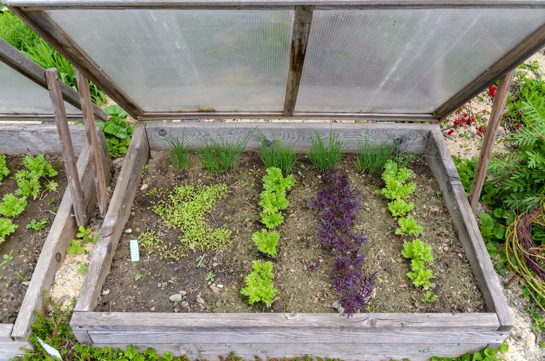 An open cold frame with plants inside