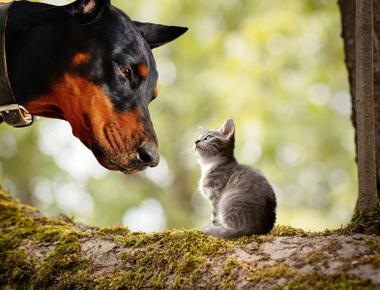 Can a Dog Get a Cat Pregnant?