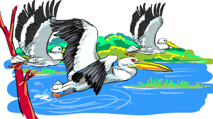 Pelican Trouble Pelican Trouble