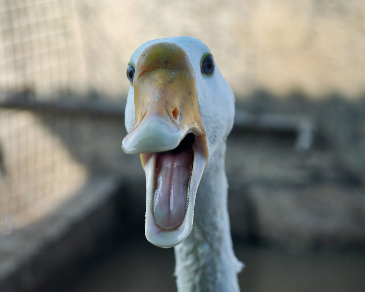A goose looking directly into the camera, making a funny face with its beak open.