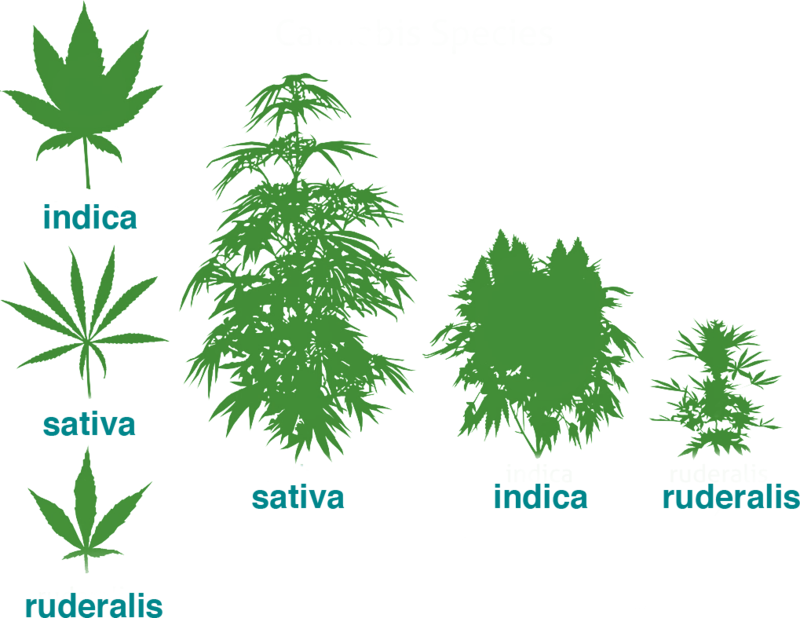 Three Types Of Cannabis Plants