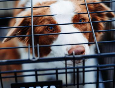 Crate Training: How Long Can You Crate a Dog For?