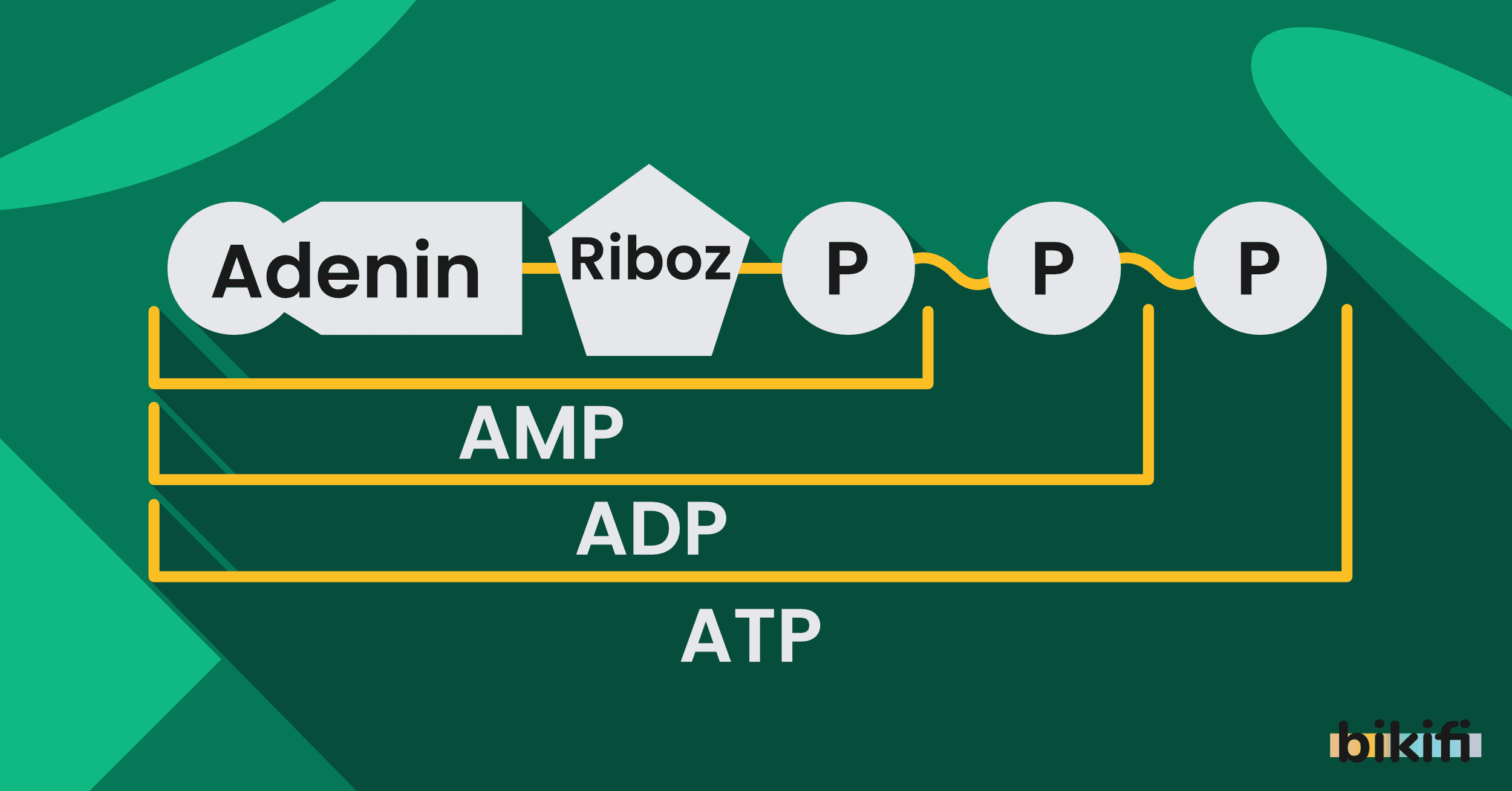 Canlıların Temel Bileşenleri: Nükleik Asitler ve ATP