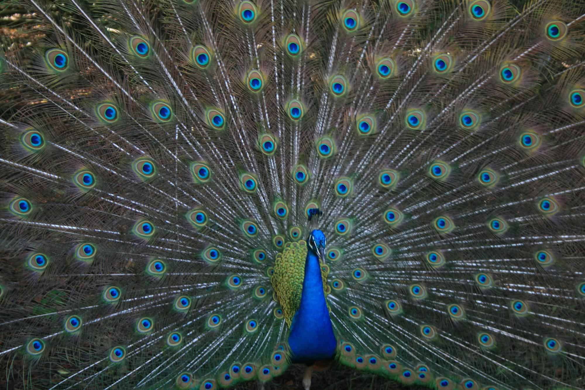 brown and blue peacock by Sarah Kilian