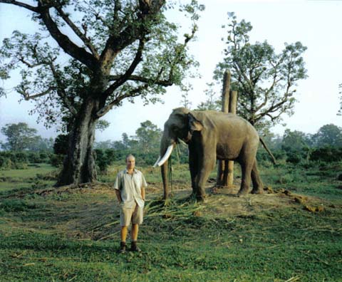 Terai elephant 2