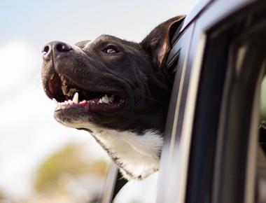 10 Easy Ways to Get Dog Hair Out of Your Car