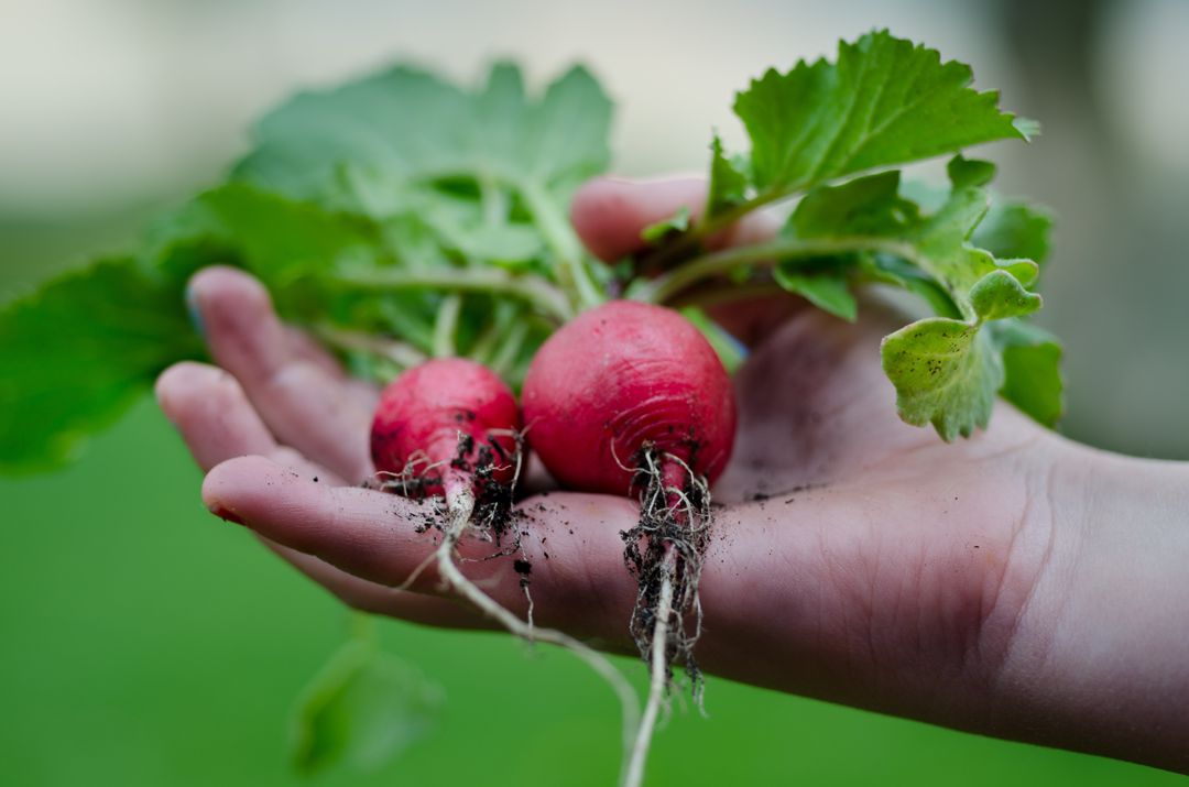 A hand holding radishes with dirt on the roots