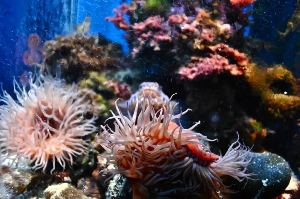 Aquário marinho com anêmonas