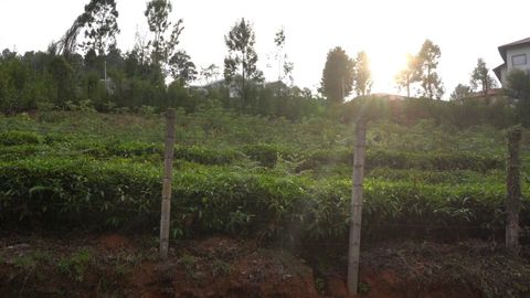 Overview of the plot