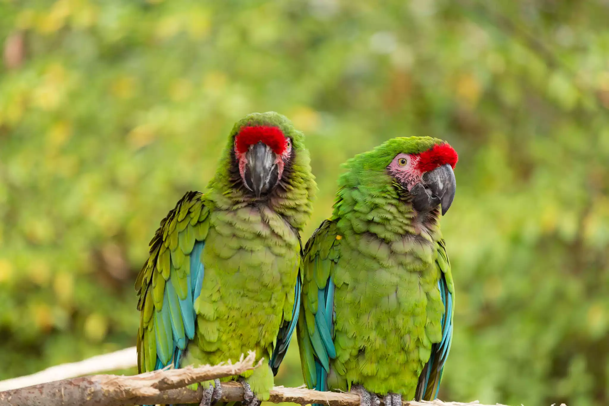 Military Macaws