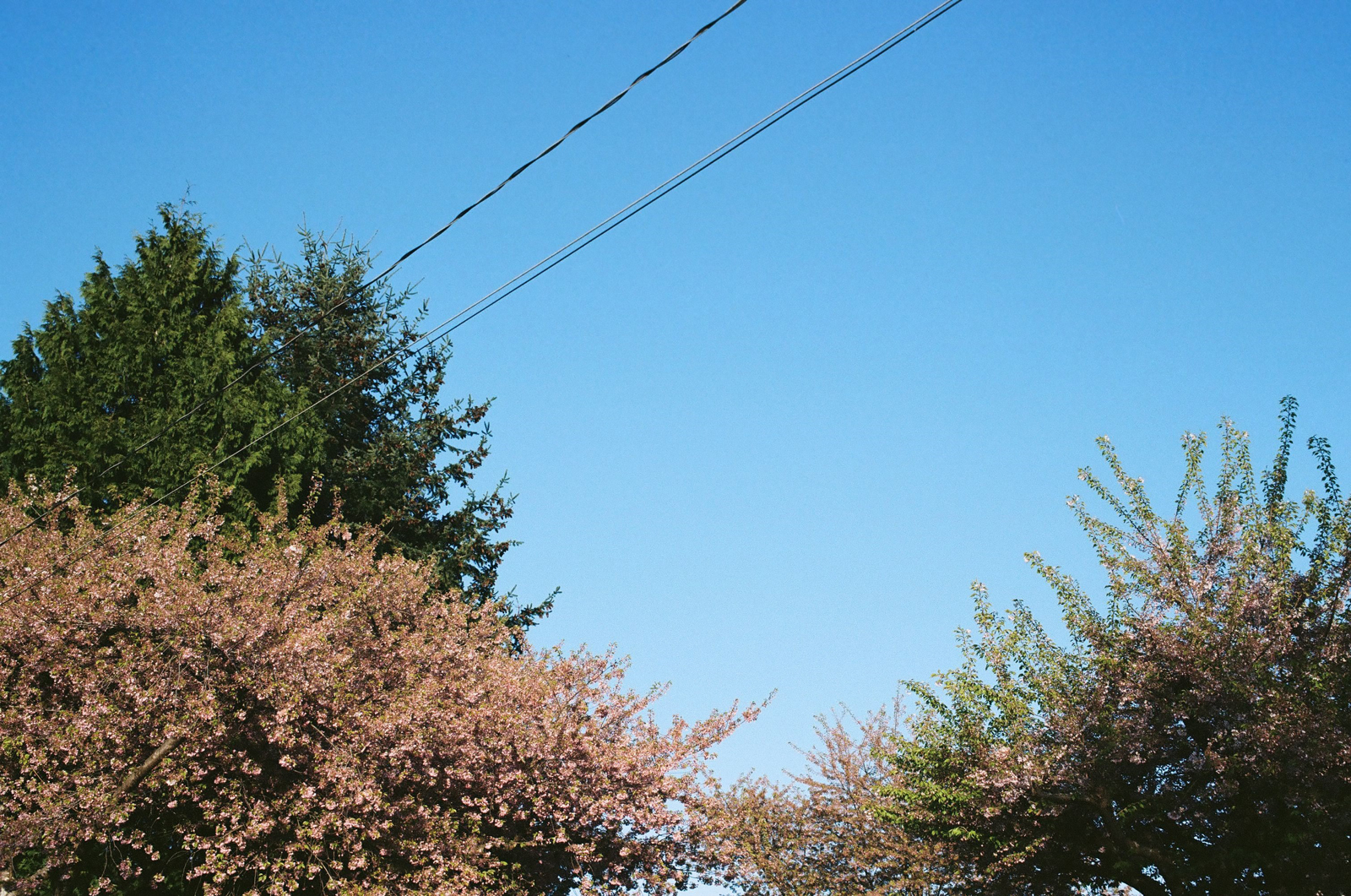 More spring trees and power lines.