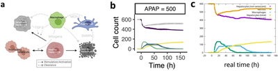 **Fig. 2:** Schema of intercellular signaling (a) and time courses of cell counts (b) as published in [Fig. 2](https://www.nature.com/articles/s41540-022-00238-5/figures/2) ([*CC BY 4.0*](https://creativecommons.org/licenses/by/4.0/): [**Heldring _et al._**](#reference)). The reproduced time course from the updated model in Morpheus version 2.3.3 is shown in (c). Individual stochastic simulations differ slightly as expected.