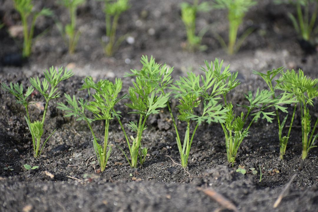 carrot seedling