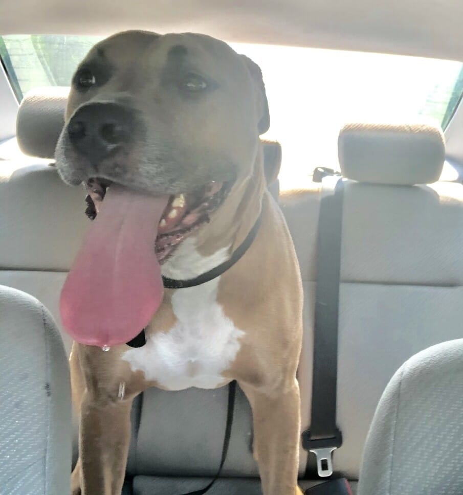 Bo, the American Bulldog