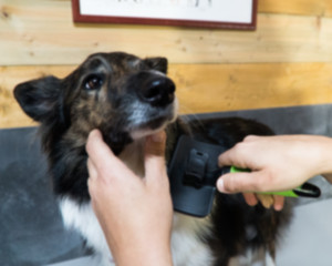 dog being washed and brushed