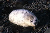 A Grey Seal pup on pebble beach