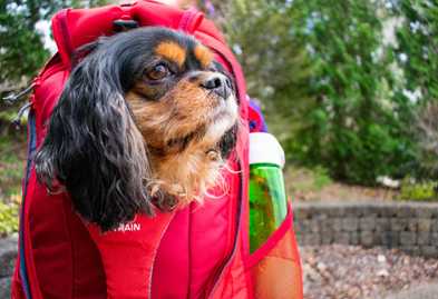 How to Get Your Dog Comfortable in the G-Train Backpack