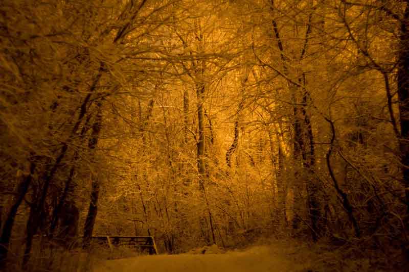 A path surrounded by snow covered trees. Everything is tinted yellow.