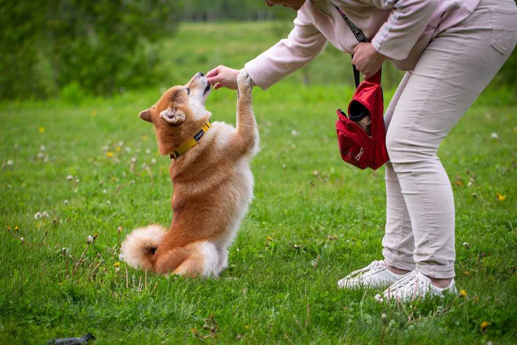 A Shiba Inu getting a treat from its owner