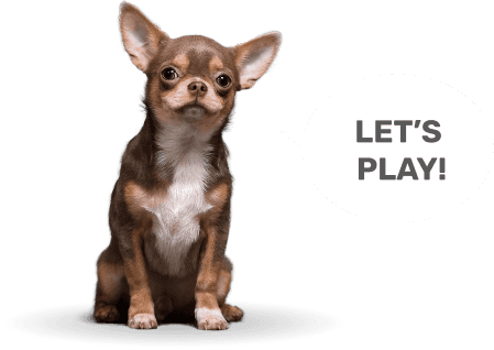 Chihuahua saying "Let's Play!"