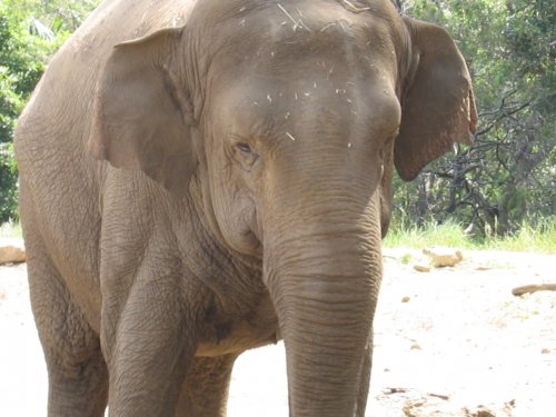 Elephant in Toronga Zoo